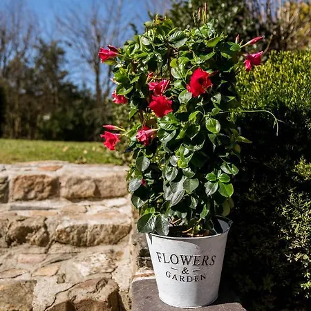 La Fagne Fleurie Les Myrtilles En Les Camomilles *