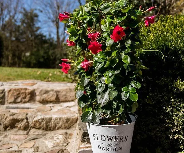 La Fagne Fleurie Les Myrtilles En Les Camomilles *